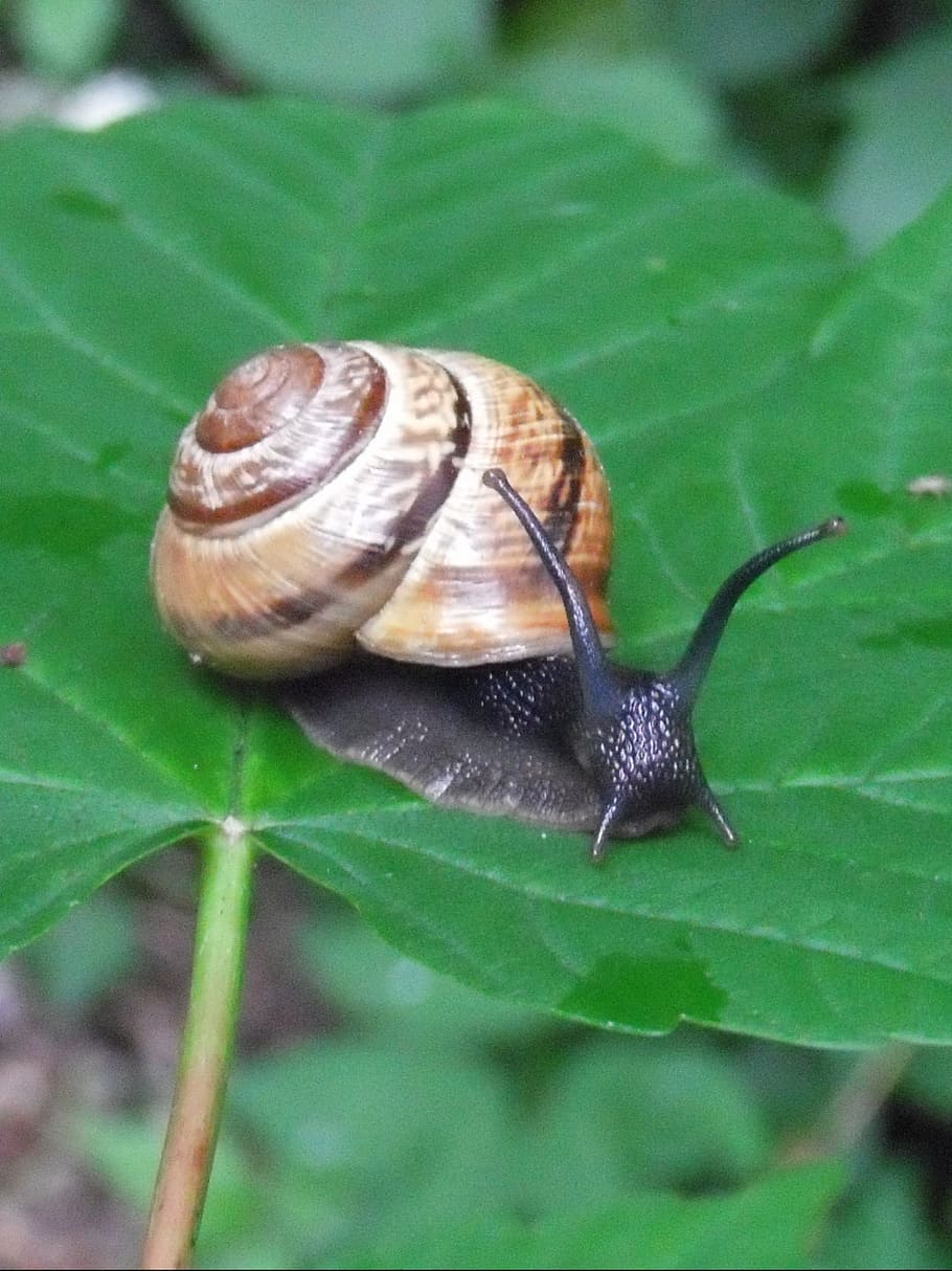 snail, shell, mollusk, leaf, green, invertebrate, animal wildlife HD wallpaper