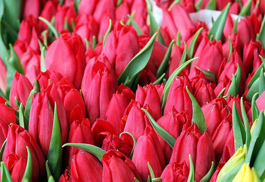 red petaled flower lot, tulip, flowers, spring, summer, background HD wallpaper