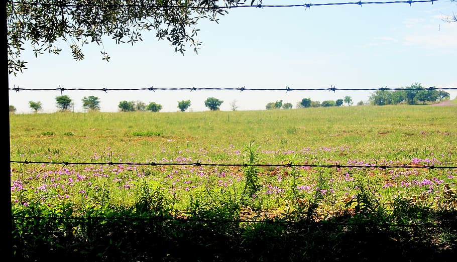 wire, barbed, obstacle, field, green, summer, plant, tree, growth HD wallpaper