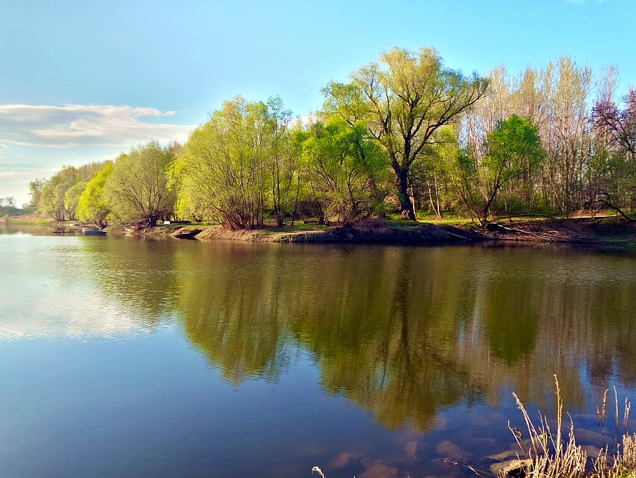 spring, water, trees forest, reflection, plant, tranquility HD wallpaper