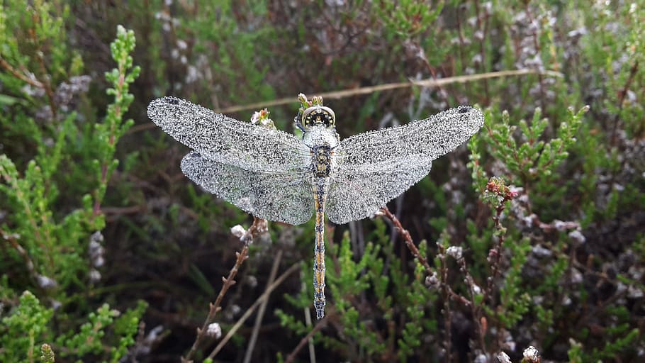 dragonfly, dew, macro, bug, plant, focus on foreground, nature HD wallpaper
