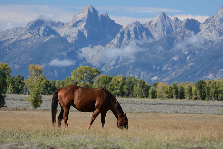 brown horse on brown grass field with mountain view during daytime, HD wallpaper