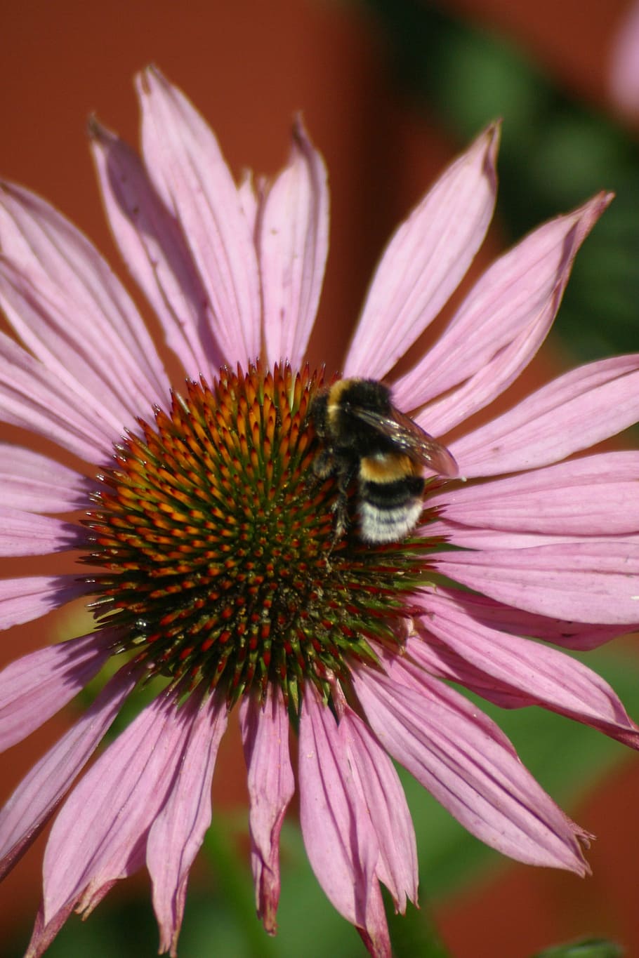 flower, insect, bumblebee, flowering plant, petal, beauty in nature HD wallpaper