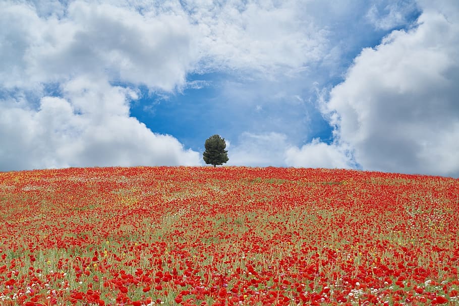 nature, poppies, spring, cloud - sky, red, scenics - nature HD wallpaper
