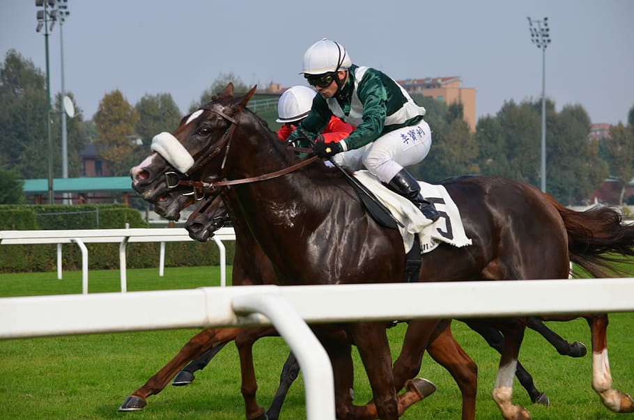 Hippodrome, Race, Arrival, horse, horseback riding, domestic animals HD wallpaper