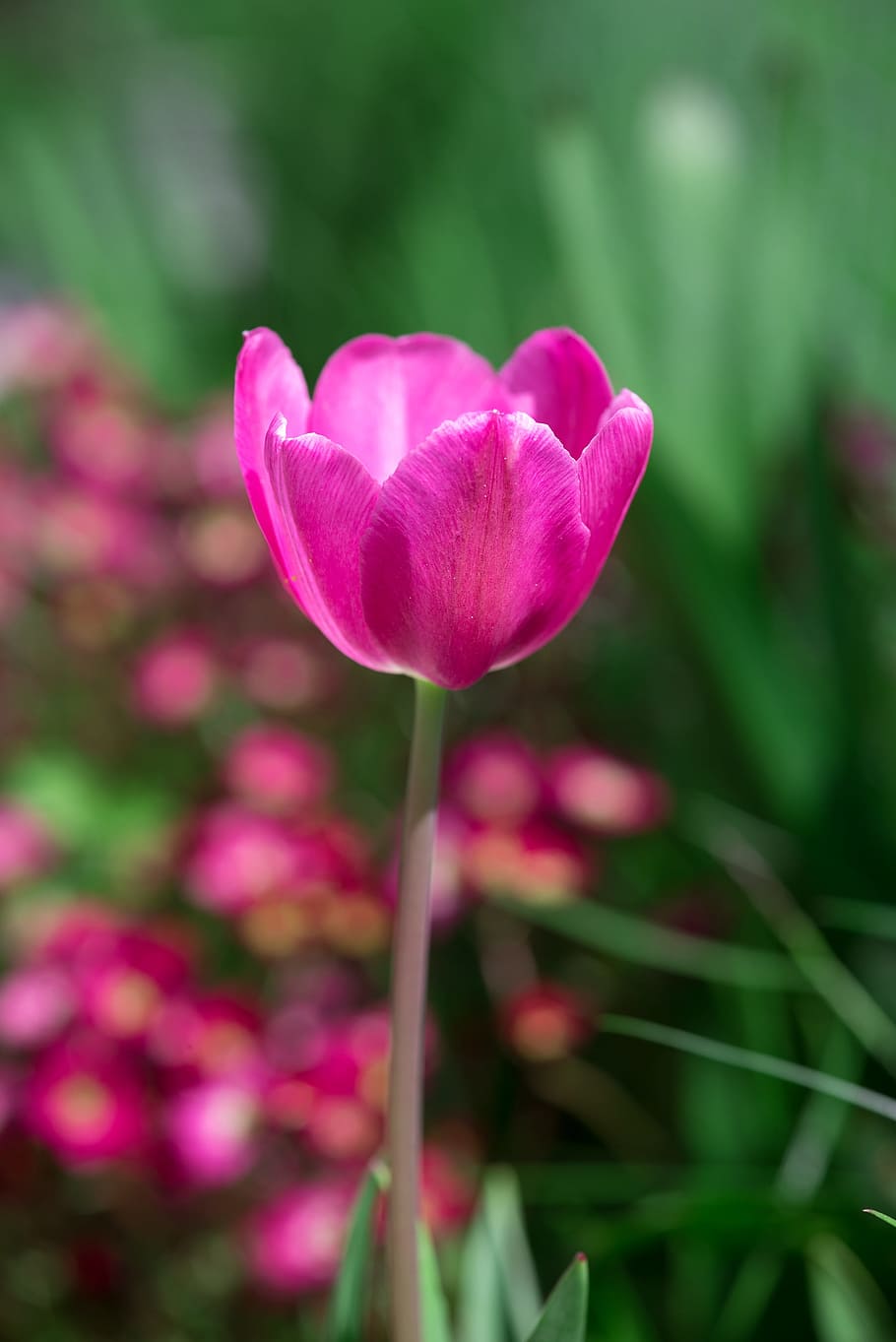 tulip, pink, flower, spring flower, pink flower, blossom, bloom, HD wallpaper