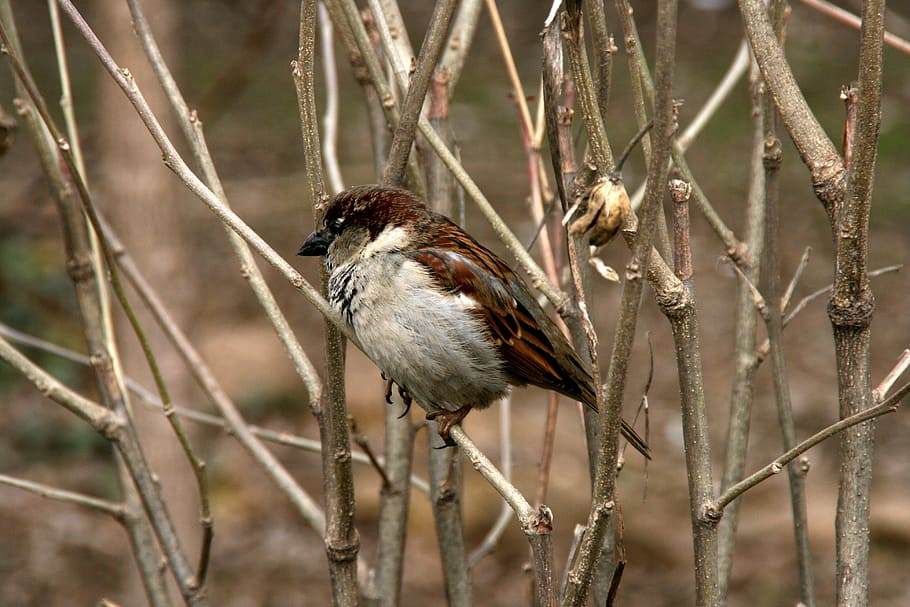 sparrow, tree, birds, one animal, animal themes, animal wildlife HD wallpaper