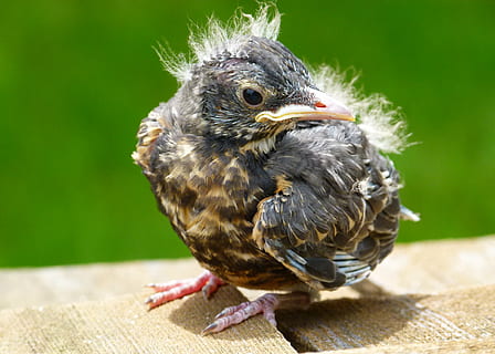 focus photography of fledgling robin bird, red robin, chick HD wallpaper