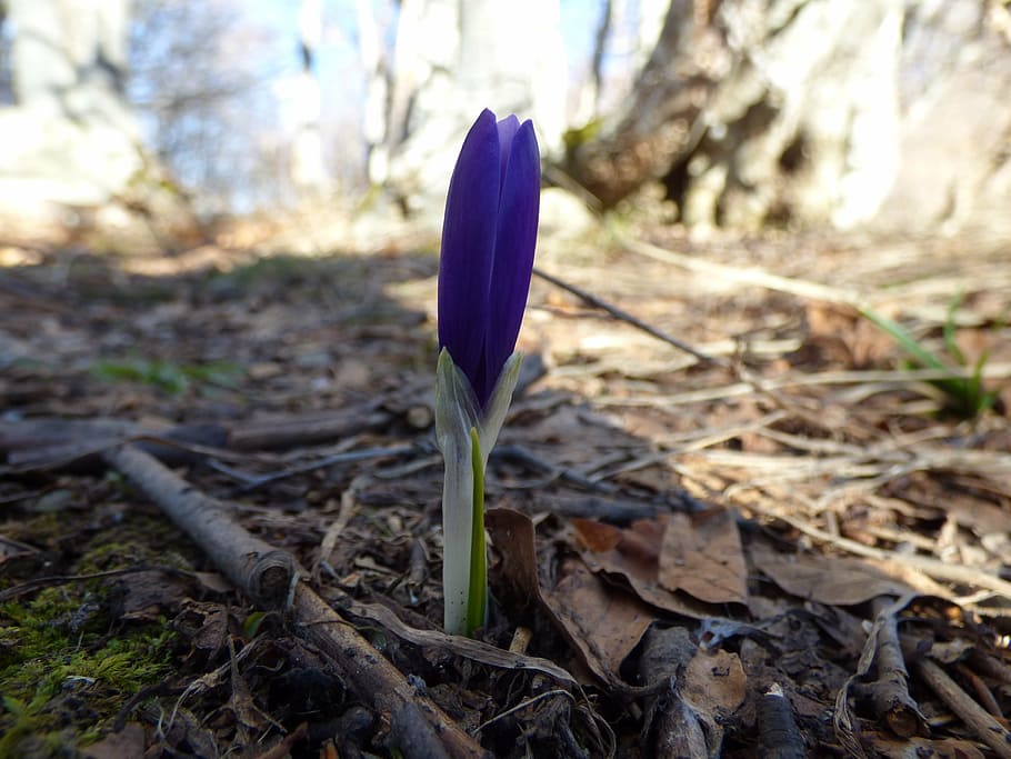crocus, mountain, spring, flowers, spring flowers, mountain flowers HD wallpaper