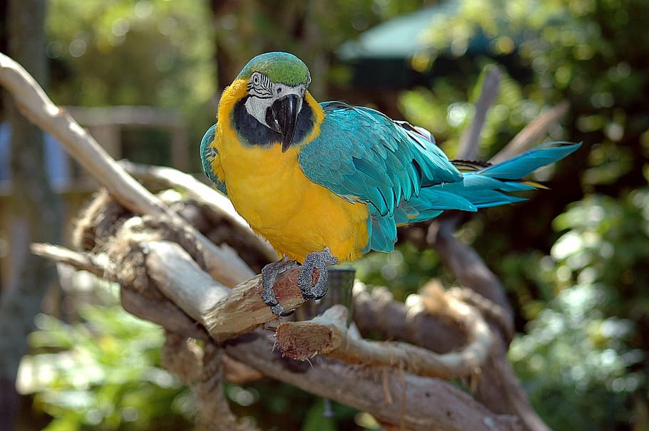 yellow and blue small beaked bird on tree, macaw, parrot, colorful