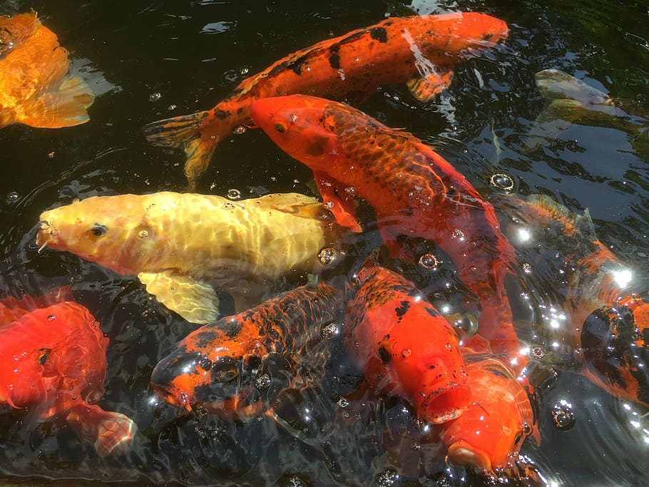 fish, koi, pond, carp, colorful, swimming, water, animal, group of animals HD wallpaper