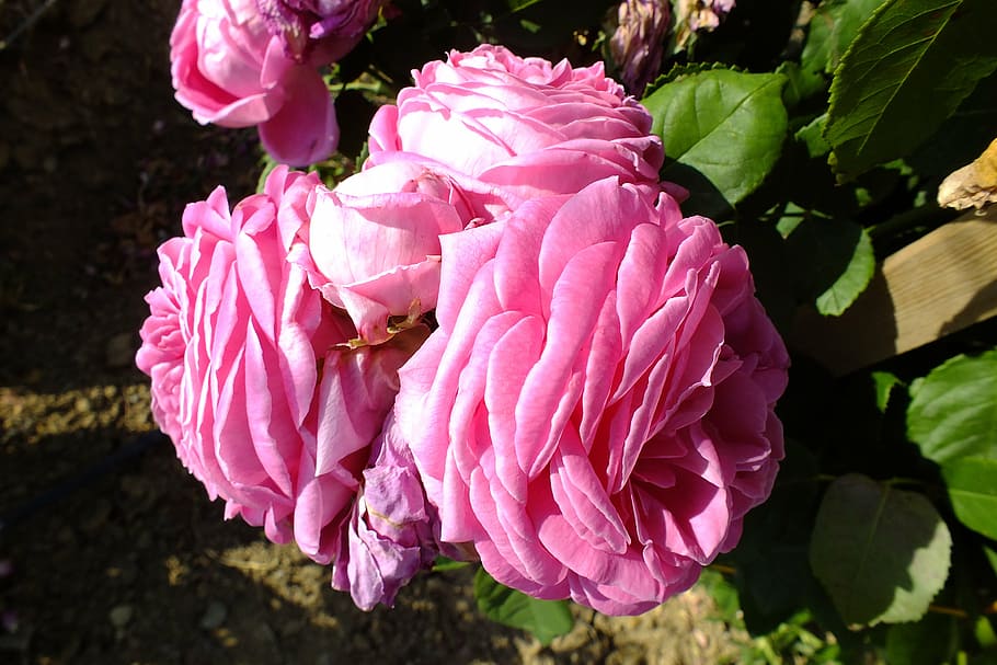 rose, flower, pink, pink color, flowering plant, freshness HD wallpaper