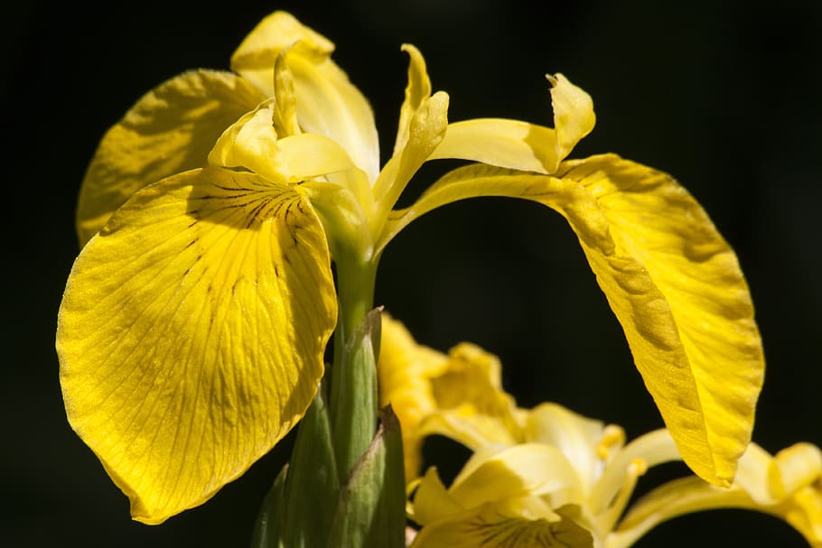 swamp iris, iris pseudacorus, yellow iris, plant, iridaceae HD wallpaper
