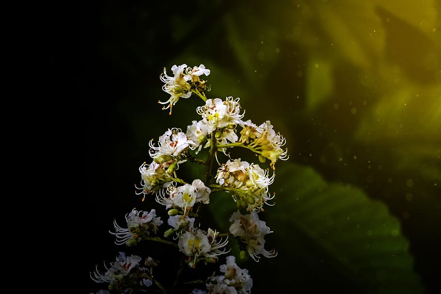 Flowers, Visual Composer, Light, nature, underwater, close-up HD wallpaper