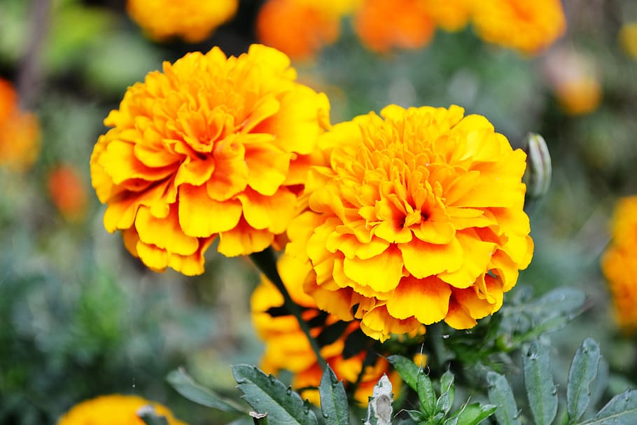 orange flower, flowers, garden flowers, small flowers, sri lanka