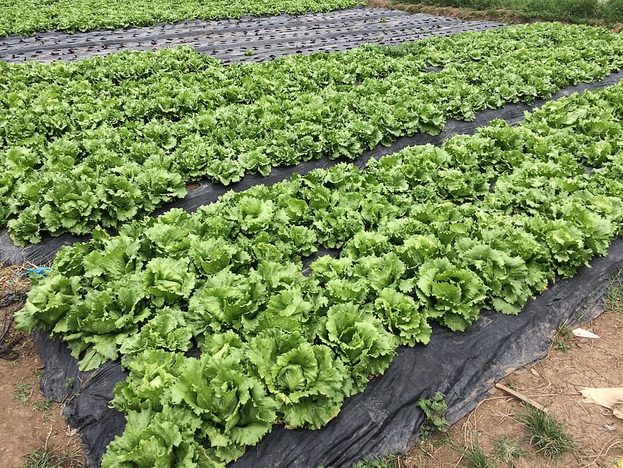 lettuce, cabbage, farm, organic, natural, baguio, green, fresh, HD wallpaper