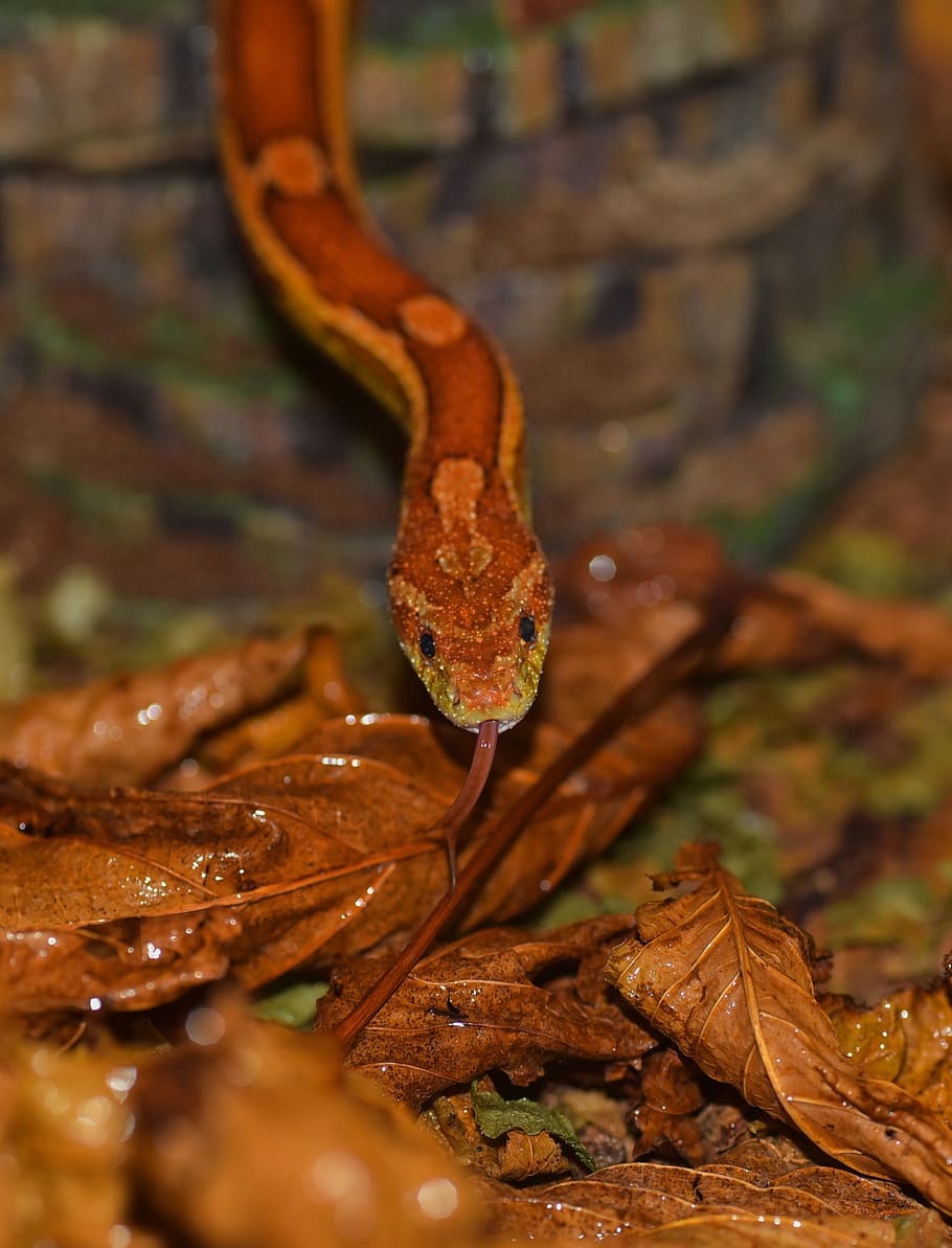 snake, corn snake, yellow, reptile, scale, terraristik, creature HD wallpaper