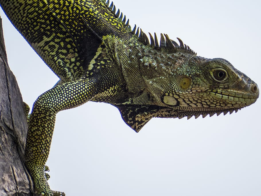 iguana, reptile, lizard, green, animal, nature, reptiles, animal themes HD wallpaper