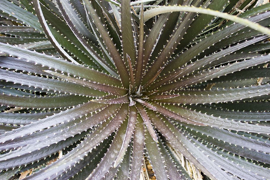 cacti, cactus, tequila, nature, succulent, plant, garden, flower HD wallpaper