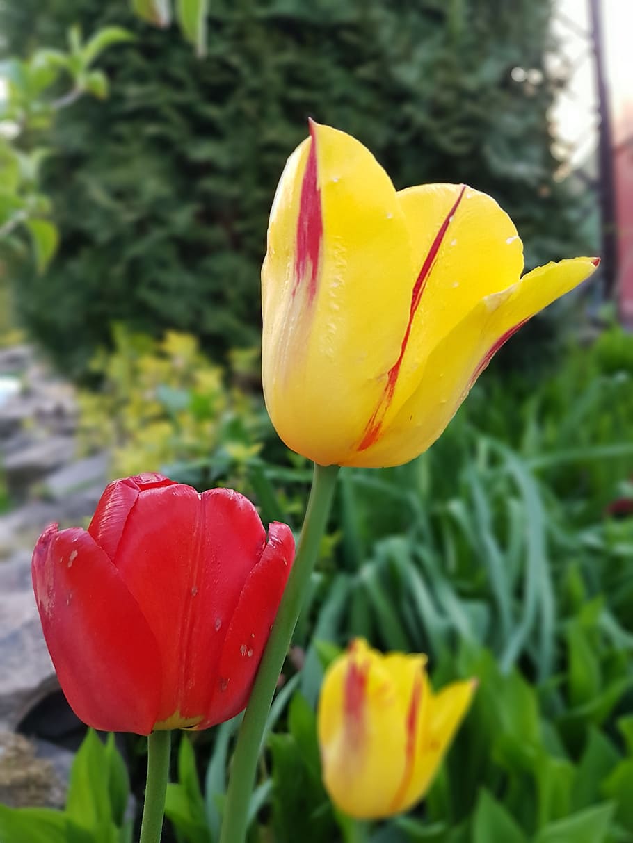 Tulips, Flowers, Spring, nature, springtime, plant, green Color HD wallpaper