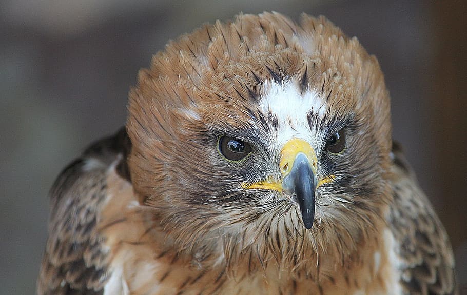 Booted Eagle, Young Animal, Adler, Close, bird of prey, raptor HD wallpaper