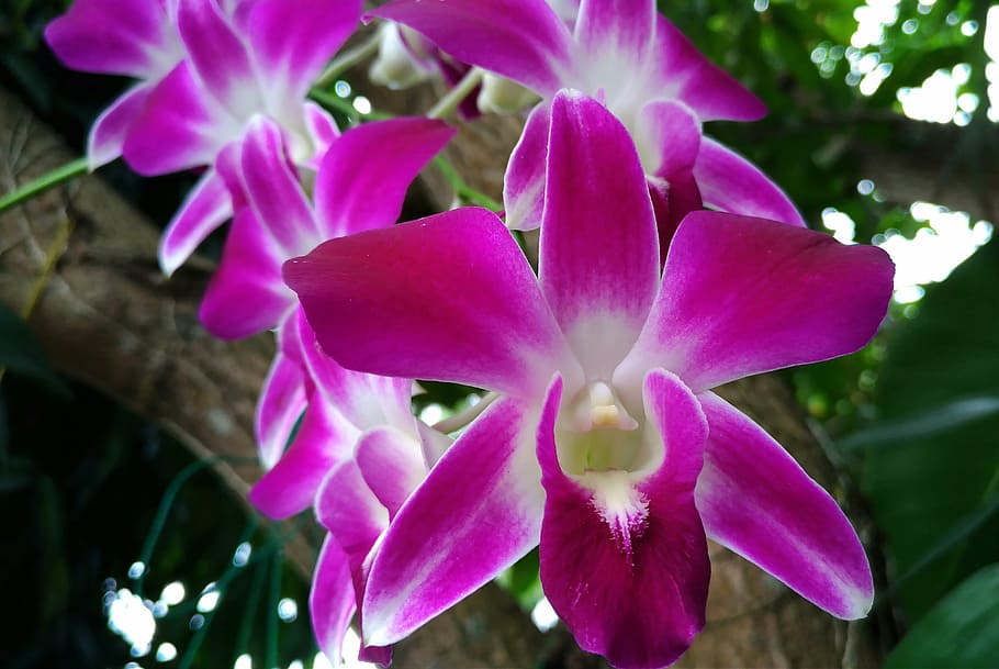 flowers, orchid, flowering plant, beauty in nature, fragility HD wallpaper