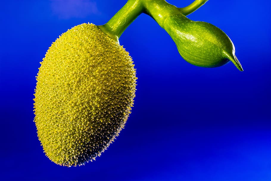 jack, young jackfruit, jack fruit, tropical, close, food and drink HD wallpaper