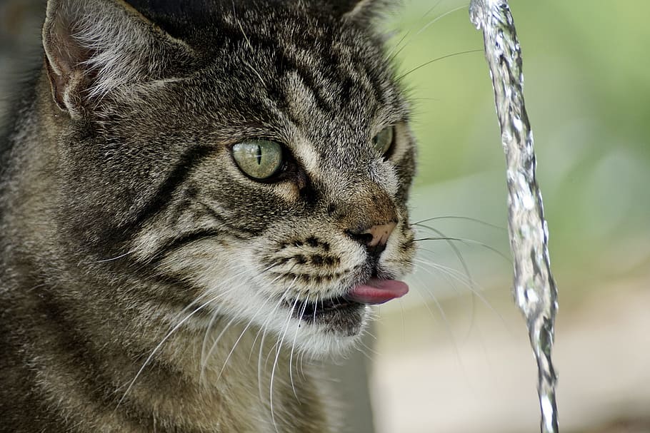 pouring water in front of cat while showing tongue, getiegert HD wallpaper
