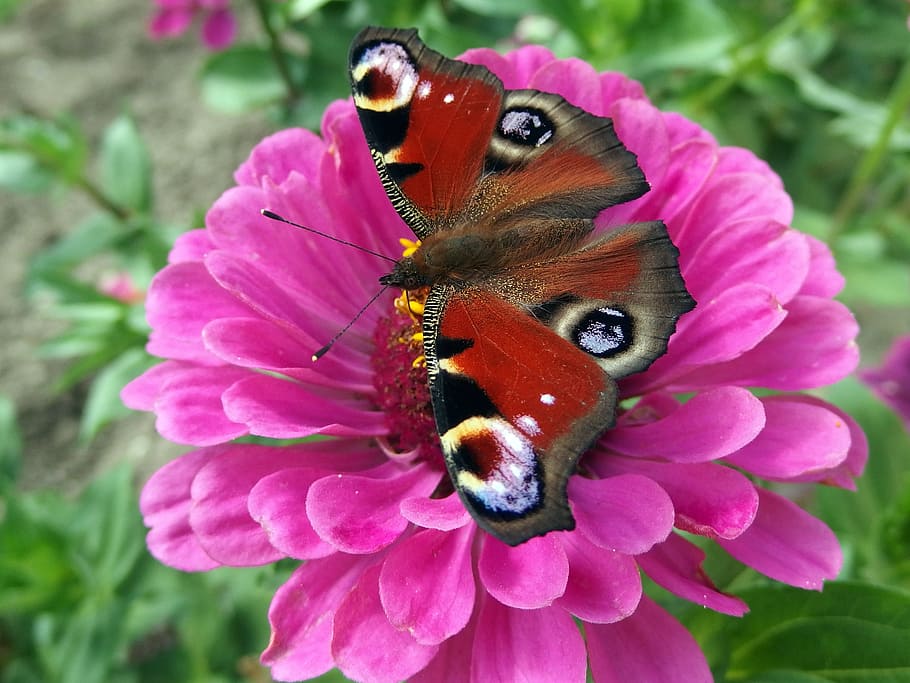 peacock, butterfly, babočkovití, butterfly wings, flower, HD wallpaper