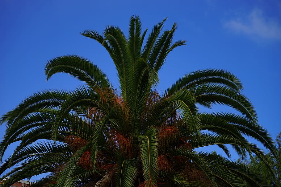 Palm, Date, Date Palm, Tree, palm tree, phoenix, phoenix dactylifera HD wallpaper
