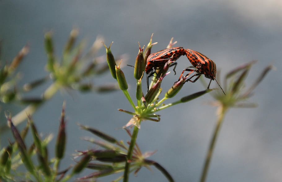 beetle, red, love, plant, growth, nature, no people, close-up HD wallpaper