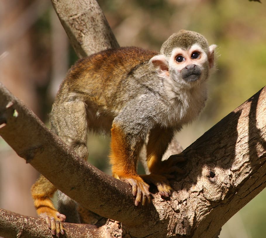 squirrel monkey, tree, looking, primate, zoo, cute, eyes, mammal, HD wallpaper