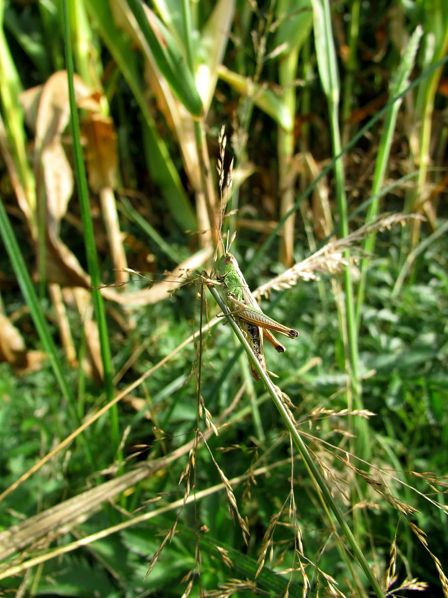 grasshopper, insect, summer, field, one animal, animal wildlife HD wallpaper