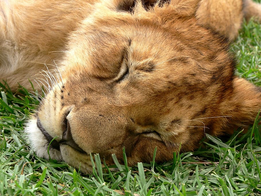 lion cab on grass lawn during daytime, cub, sleeping, dozing HD wallpaper