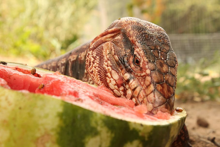 lizard, animals, nature, cold blooded animals, reptile, eat HD wallpaper