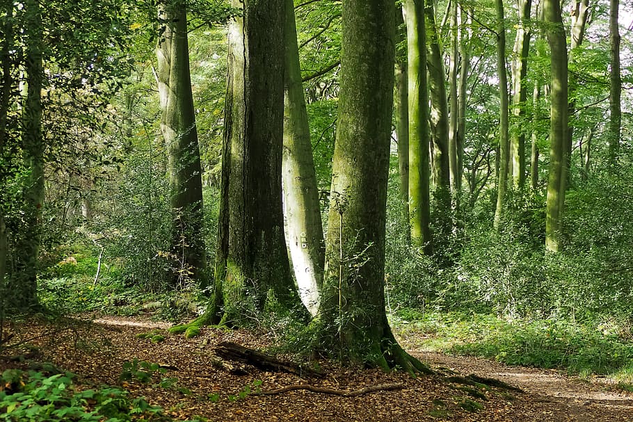 Tree, Forest, Nature, Landscape, Strains, tree bark, forests HD wallpaper