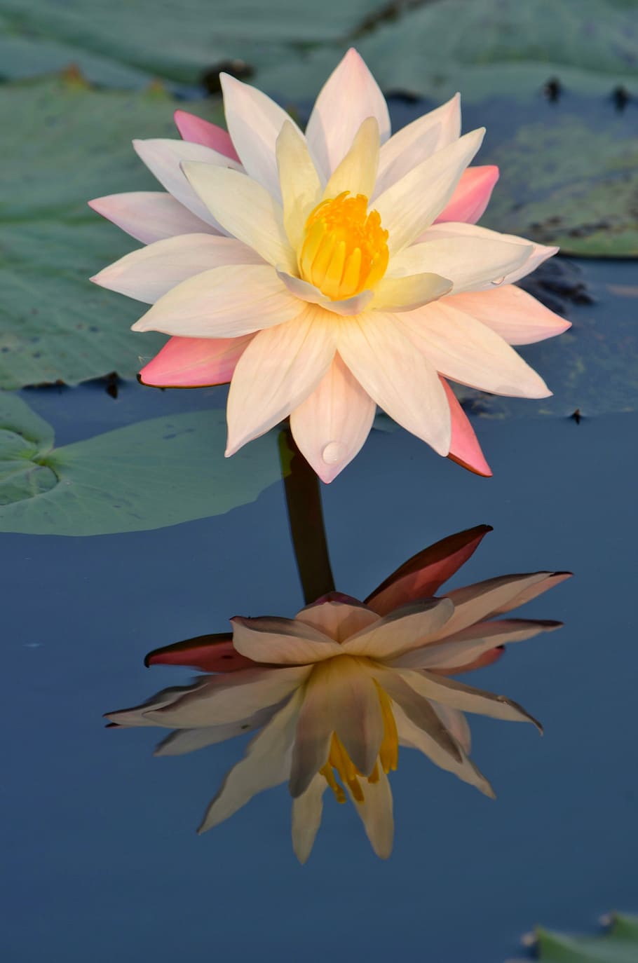 white and pink water lily flower on body of water, pool, lotus HD wallpaper