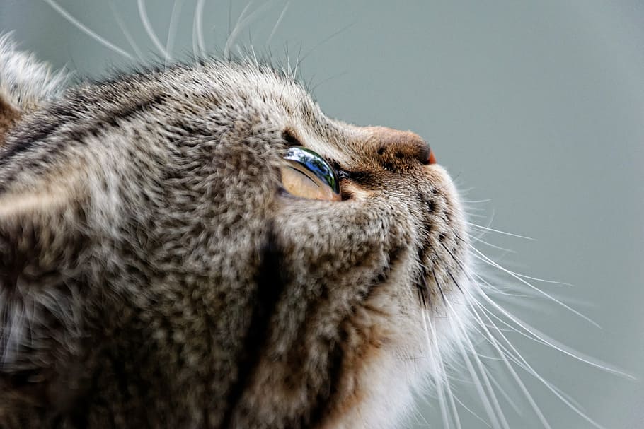 brown tabby kitten looking up, cat, british shorthair, breed cat, HD wallpaper