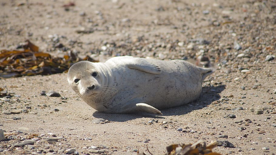 helgoland, seal, beach, animal, sand, animal themes, one animal HD wallpaper