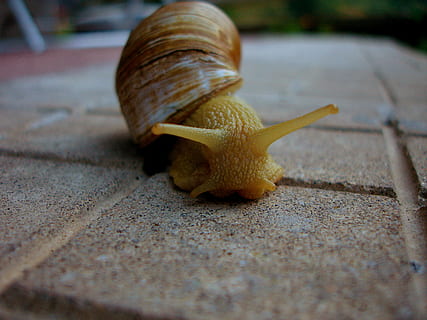 gastropod, macro, mollusk, shell, shellfish, slimy, snail, animal HD wallpaper