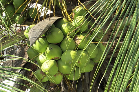 bunch of coconut fruits, Tree, Coconuts, Palm, coconut tree HD wallpaper