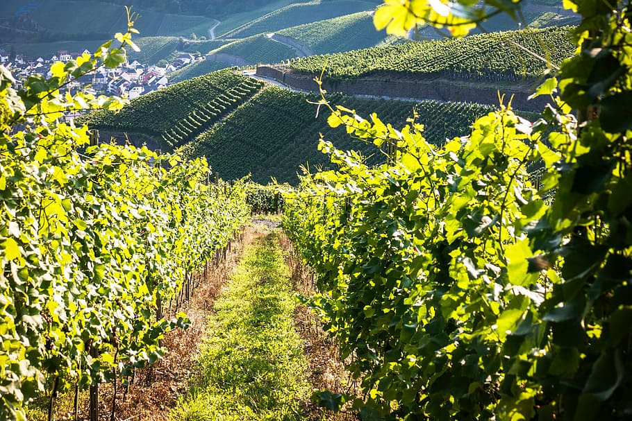 green pathway between plants, vines, wine, winegrowing, grapevine HD wallpaper