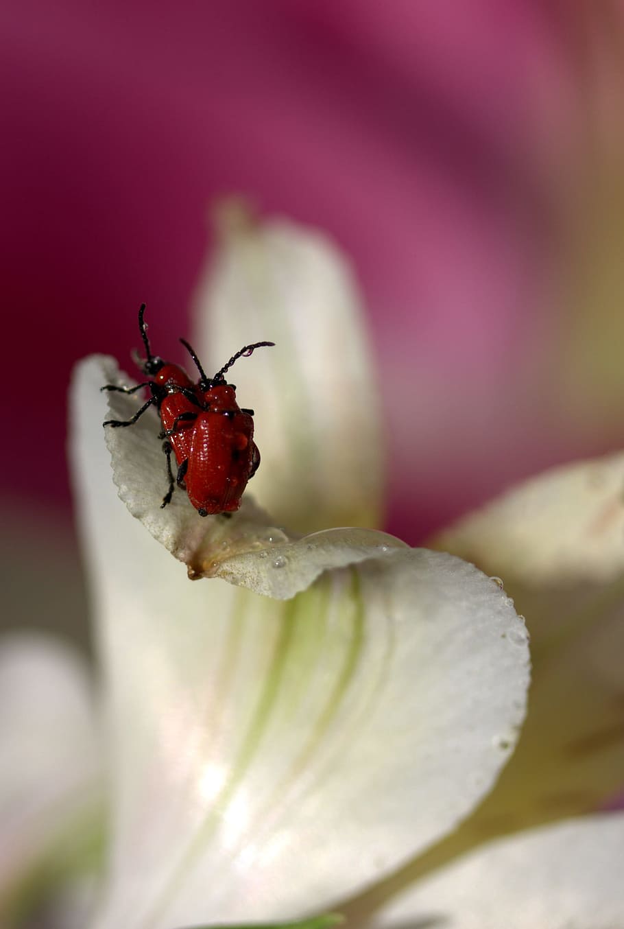 insects, red, mating, petals, nature, close-up, invertebrate HD wallpaper