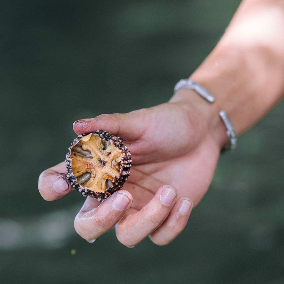 person holding brown and gray fruit, person holding brown sea urchin HD wallpaper