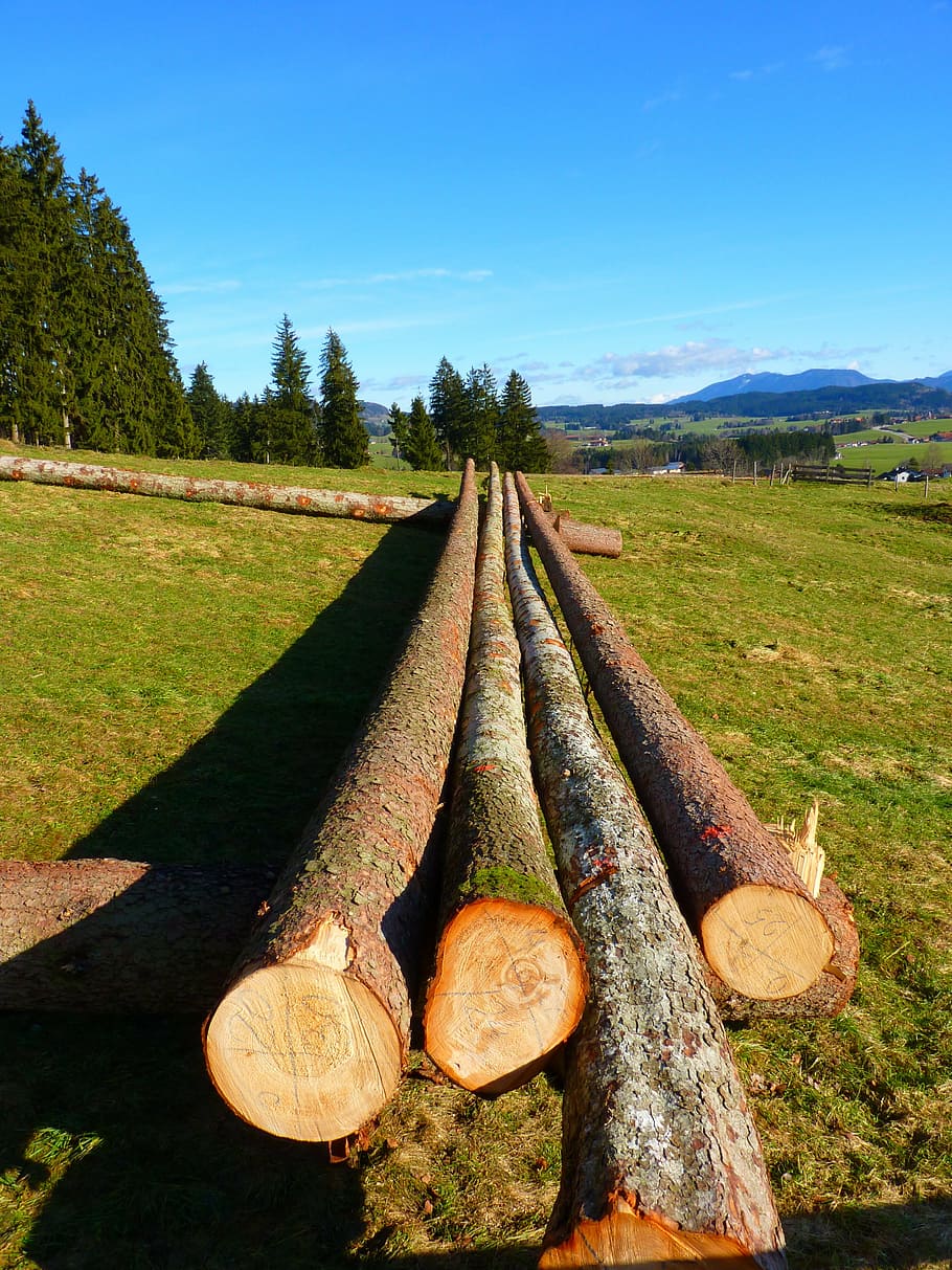 log, tree trunks, timber, wood, tribe, bark, material, nature HD wallpaper