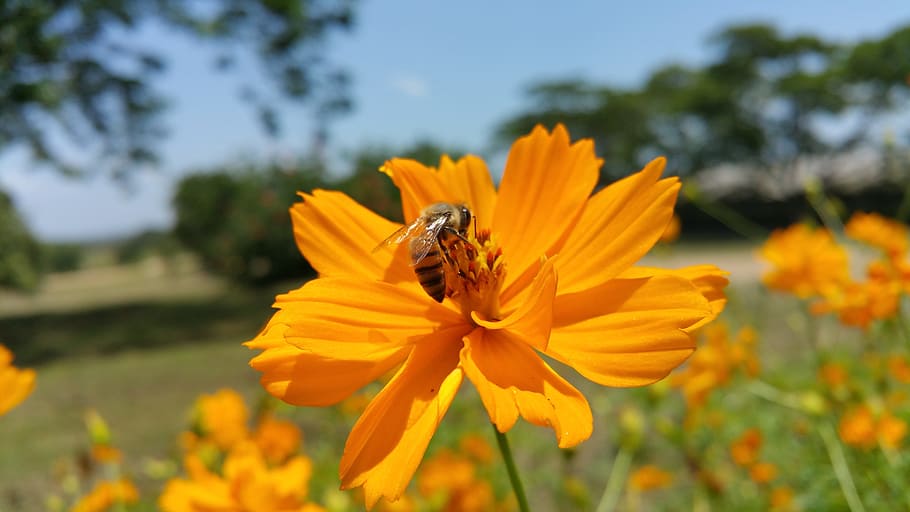 bee, african bee, flower, tree's, flowering plant, animal themes HD wallpaper