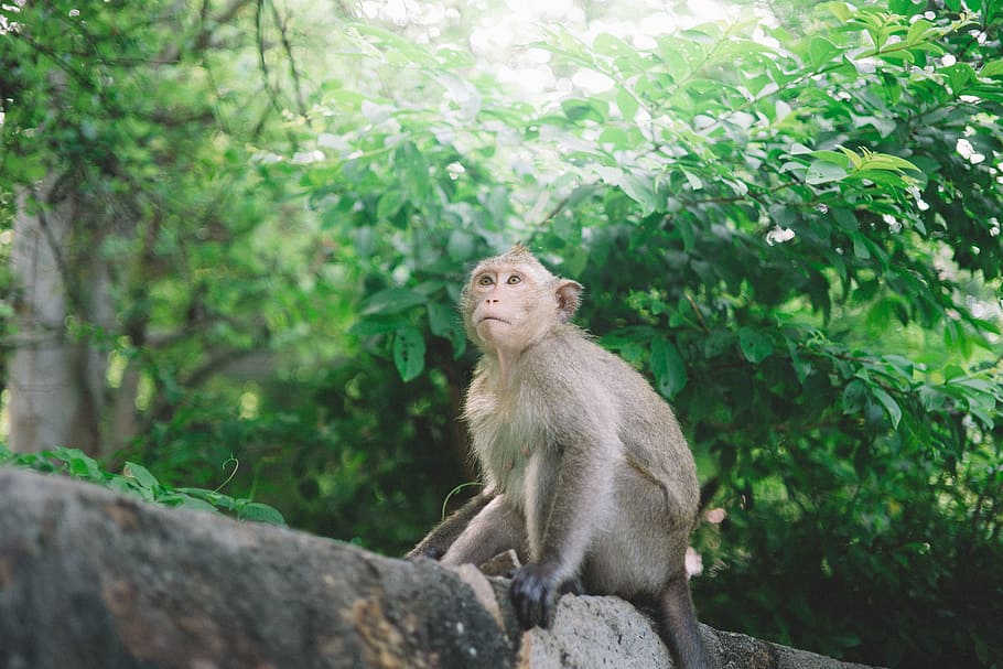 animal, monkey, primate, tree, wildlife, mammal, macaque, asia HD wallpaper