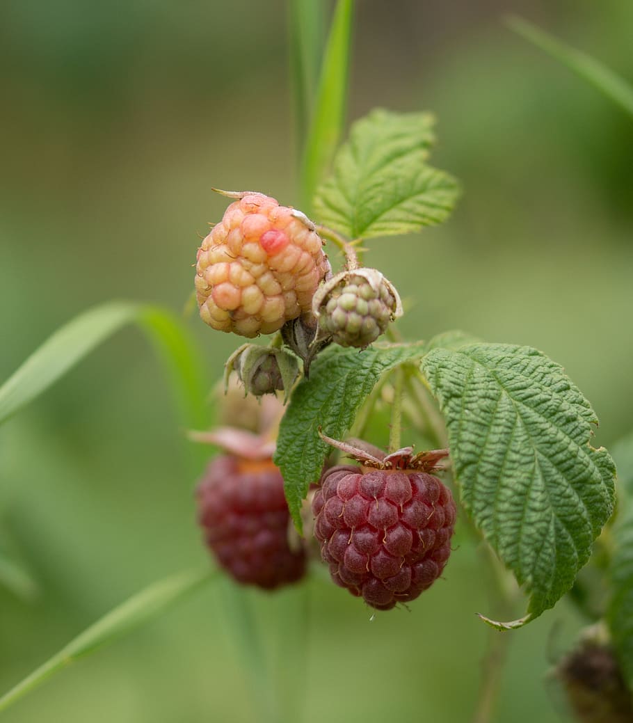 raspberry, fruit, fruits, red, berries, healthy, nature, delicious HD wallpaper