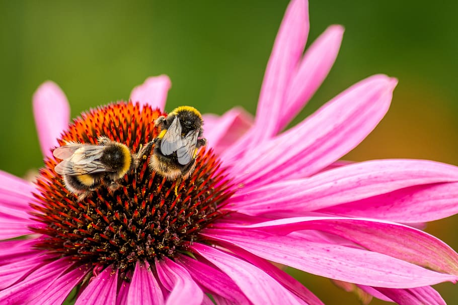 two bees perched on pink coneflower, bumblebee, insect, pollen HD wallpaper