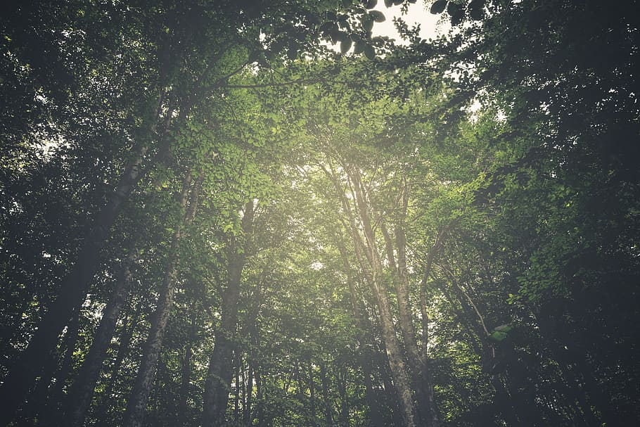 trees, forest, woods, plant, land, nature, beauty in nature HD wallpaper